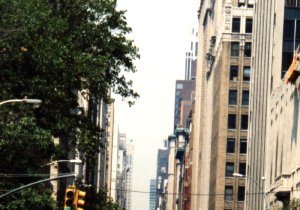 A huge crowd of protesters fill the street, which is lined with tall buildings and trees.